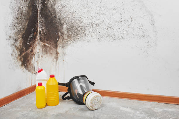 Why You Should Choose Our Mold Remediation Services in Hurt, VA